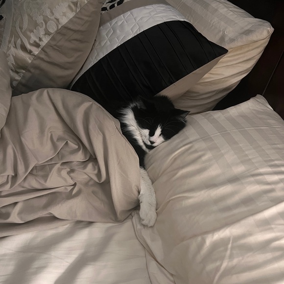 Meet your Posher, Shelly - Picture 6 of 7